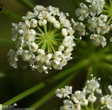Attēlu rezultāti vaicājumam “Peucedanum oreoselinum flower”