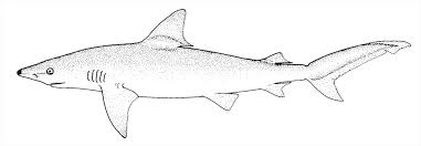 Image result for Carcharhinus limbatus