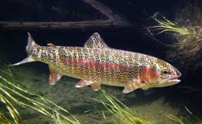 Image result for Oncorhynchus