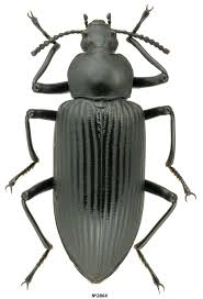 Attēlu rezultāti vaicājumam “Tenebrionidae”