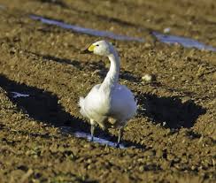 Image result for South Yorkshire Swans