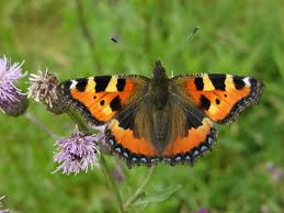 Image result for Small Tortoiseshell