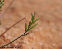 Attēlu rezultāti vaicājumam “Juncaginaceae”