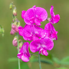 Attēlu rezultāti vaicājumam “Lathyrus latifolius flower”