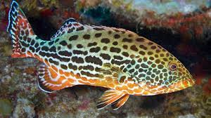 Image result for Mycteroperca venenosa