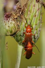 Attēlu rezultāti vaicājumam “Rhagonycha fulva”