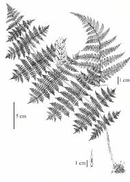 Attēlu rezultāti vaicājumam “Dryopteris dilatata”