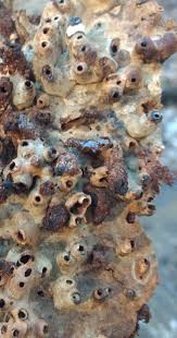 Attēlu rezultāti vaicājumam “Agathomyia wankowiczii”