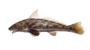 Image result for Menticirrhus littoralis