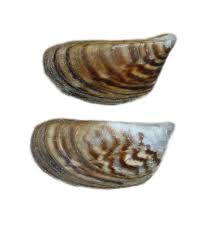 Attēlu rezultāti vaicājumam “Dreissena polymorpha”