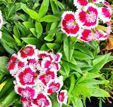 Image result for Dianthus barbatus