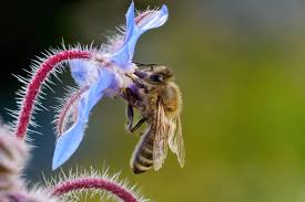 Attēlu rezultāti vaicājumam “Borago officinalis flower”