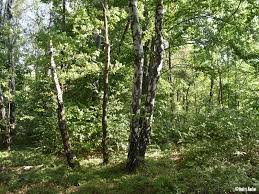 Attēlu rezultāti vaicājumam “Semioscopis oculella”