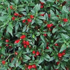 Afbeeldingsresultaat voor thai bird pepper hot pepper