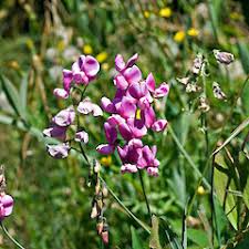 Attēlu rezultāti vaicājumam “Lathyrus latifolius”