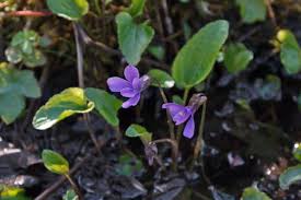 Attēlu rezultāti vaicājumam “Viola uliginosa”