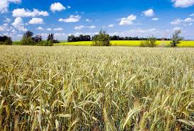 Image result for Secale cereale