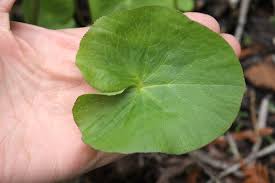Attēlu rezultāti vaicājumam “Caltha palustris leaf”