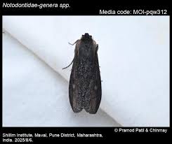 Attēlu rezultāti vaicājumam “Notodontidae”