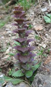 Attēlu rezultāti vaicājumam “Ajuga pyramidalis leaf”