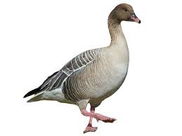 Attēlu rezultāti vaicājumam “Anser brachyrhynchus adult”