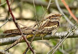 Attēlu rezultāti vaicājumam “Caprimulgus europaeus”