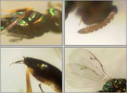 Attēlu rezultāti vaicājumam “Rabdophaga heterobia”