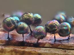 Attēlu rezultāti vaicājumam “Lamproderma pseudomaculatum macro”