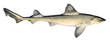 Image result for Mustelus palumbes