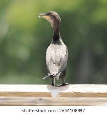 Image result for Phalacrocorax auritus