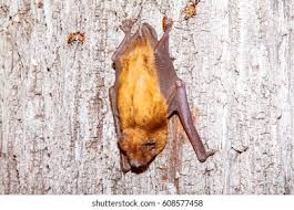 Attēlu rezultāti vaicājumam “Pipistrellus nathusii”