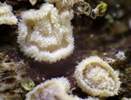 Attēlu rezultāti vaicājumam “Hyaloscypha hyalina”