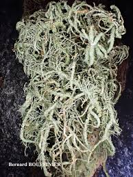 Attēlu rezultāti vaicājumam “Usnea hirta”