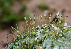 Attēlu rezultāti vaicājumam “Seligeria campylopoda sporophyte”