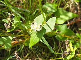 Attēlu rezultāti vaicājumam “Fagopyrum esculentum flower”