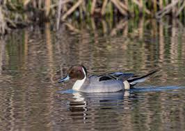 Attēlu rezultāti vaicājumam “Anseriformes”