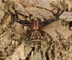 Attēlu rezultāti vaicājumam “Xysticus bifasciatus”