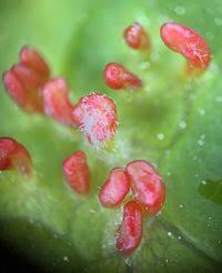 Attēlu rezultāti vaicājumam “Vasates quadripedes”