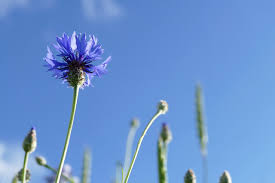 Attēlu rezultāti vaicājumam “Cyanus segetum flower”