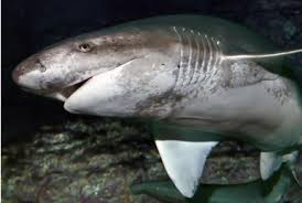 Image result for Paragaleus pectoralis