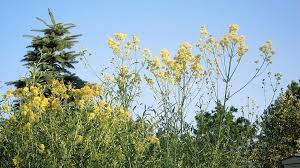 Attēlu rezultāti vaicājumam “Thalictrum aquilegifolium bud”