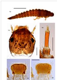Attēlu rezultāti vaicājumam “Lycogala persicum sessile”