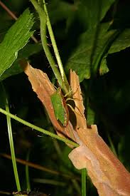 Attēlu rezultāti vaicājumam “Palomena prasina imago”