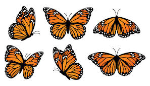Image result for monarch butterfly