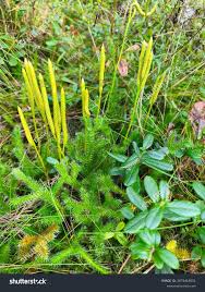 Attēlu rezultāti vaicājumam “Lycopodium annotinum”