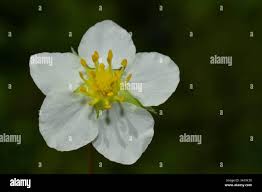 Attēlu rezultāti vaicājumam “Fragaria viridis flower”