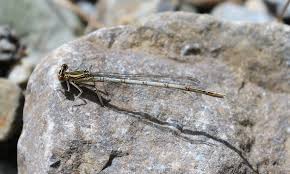 Attēlu rezultāti vaicājumam “Platycnemis pennipes female”