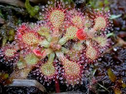 Attēlu rezultāti vaicājumam “Droseraceae”