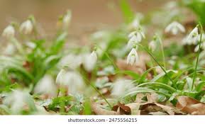 Attēlu rezultāti vaicājumam “Galanthus nivalis leaf”