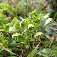 Image result for Nieswurz